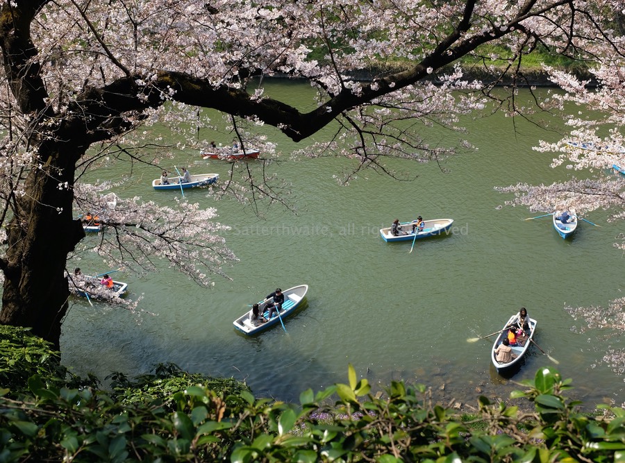 Boating in Kitanomaru Park, Tokyo