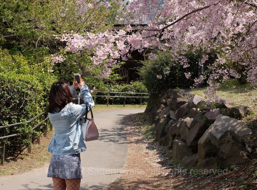 Cherry Blossom Season