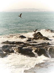 Enoshima Sea Eagles