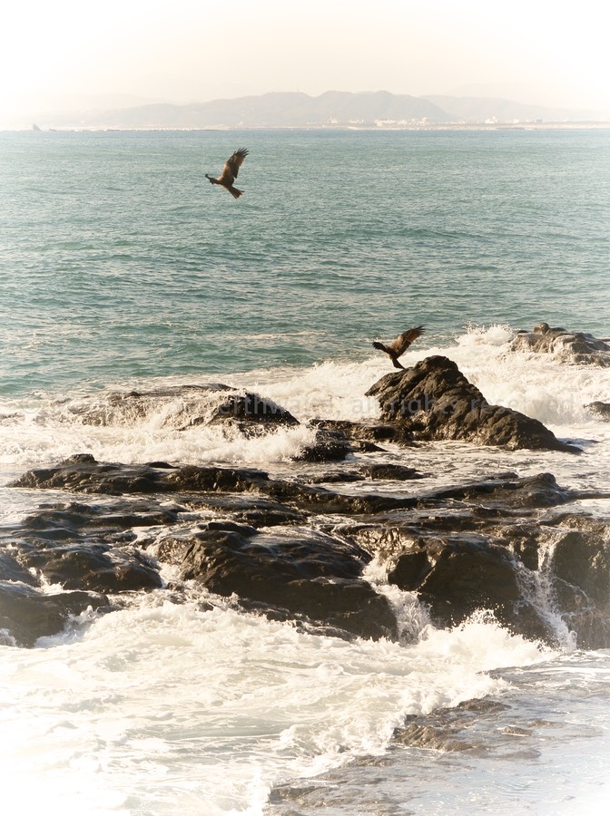 Enoshima Sea Eagles