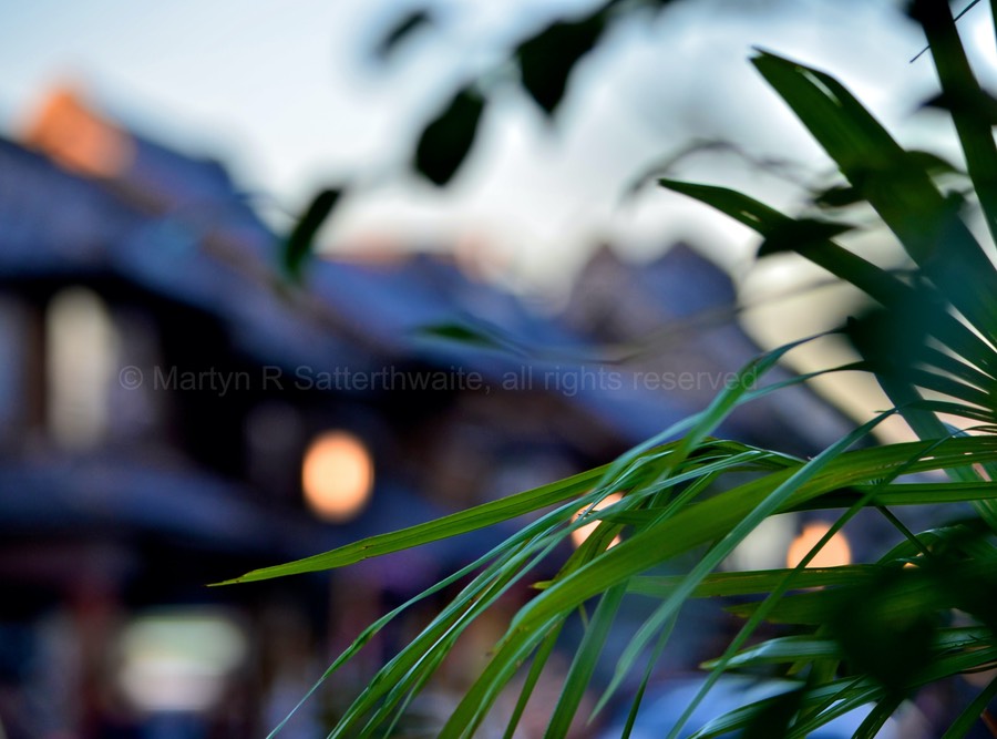 Palm leaves and old shops