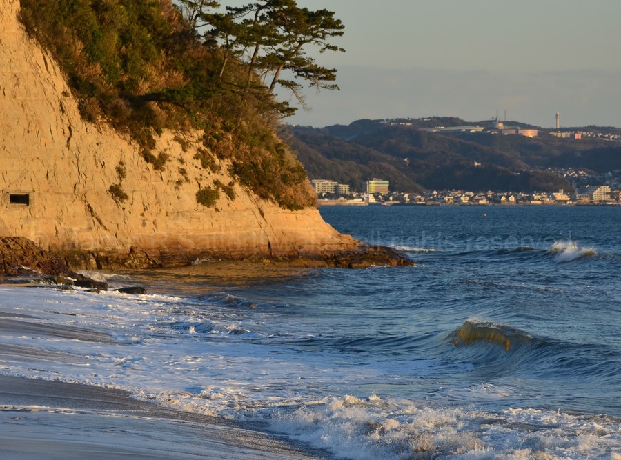 Sagami Beech